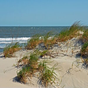 Grass in sand near Ocean City