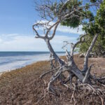 Sarasota, Florida Reef Dedication: Jan 17-20