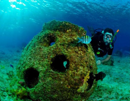 Diver and fish swimming near algae covered reef ball