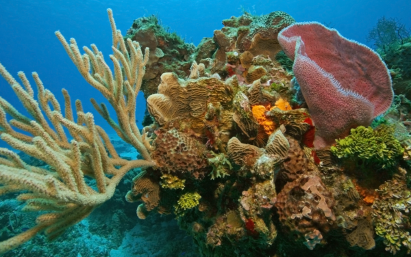 Coral growth underwater near Cozumel