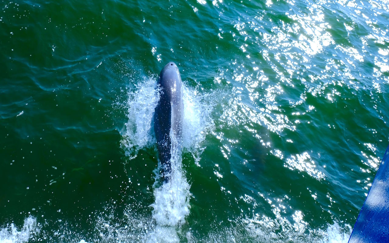 dolphin breaching in ocean