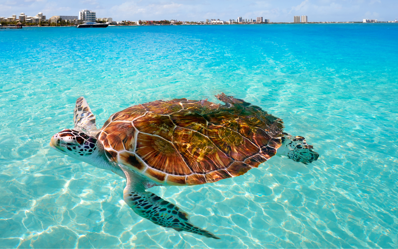 Turtle in shallow water over sand near La Paz